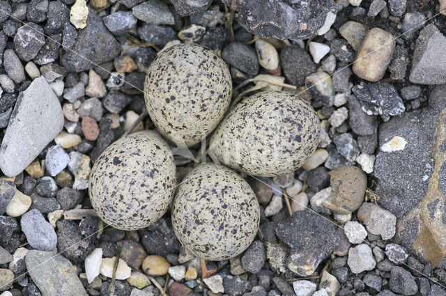 Kleine Plevier (Charadrius dubius)