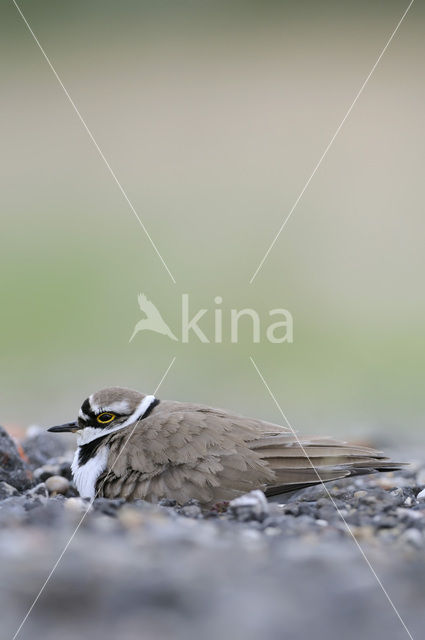 Kleine Plevier (Charadrius dubius)