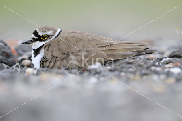 Kleine Plevier (Charadrius dubius)