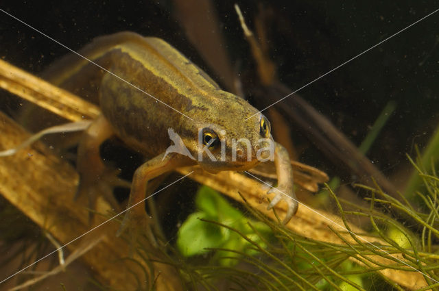 Kleine watersalamander (Triturus vulgaris)