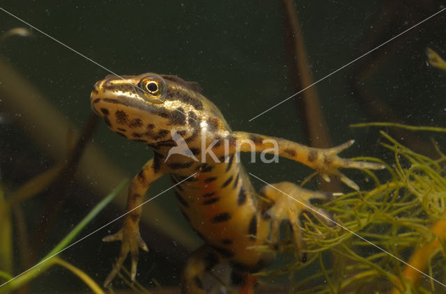 Smooth Newt (Triturus vulgaris)