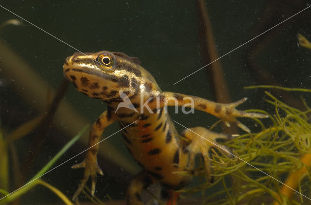 Kleine watersalamander (Triturus vulgaris)