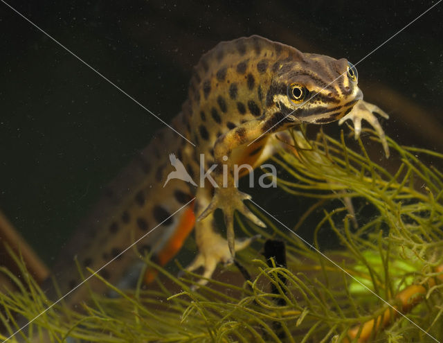 Kleine watersalamander (Triturus vulgaris)