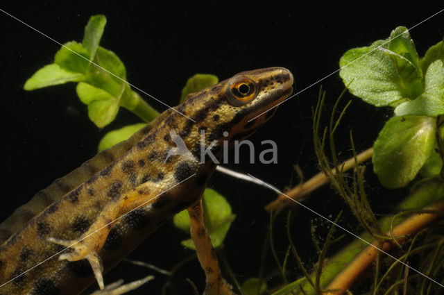 Kleine watersalamander (Triturus vulgaris)