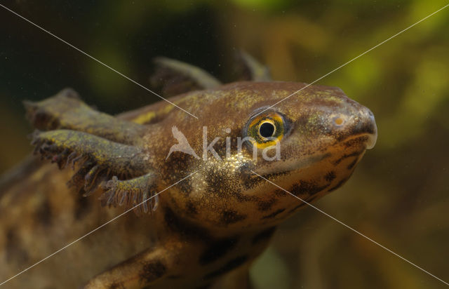 Smooth Newt (Triturus vulgaris)