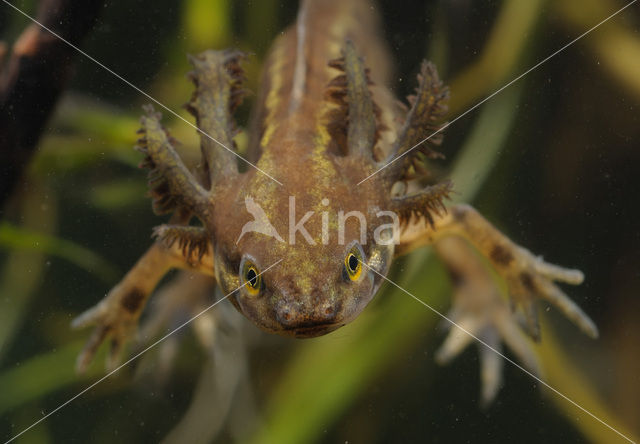 Smooth Newt (Triturus vulgaris)