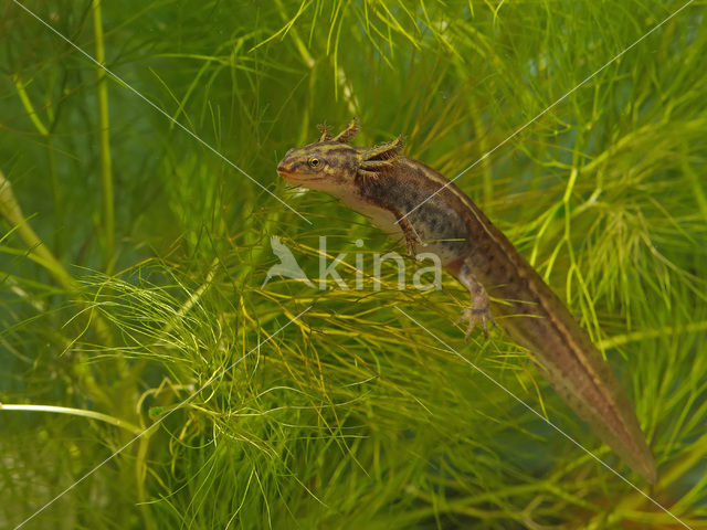 Kleine watersalamander (Triturus vulgaris)