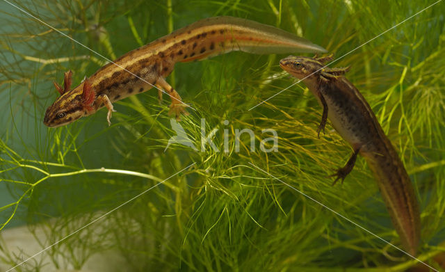 Kleine watersalamander (Triturus vulgaris)