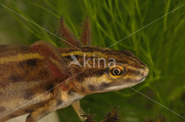 Kleine watersalamander (Triturus vulgaris)