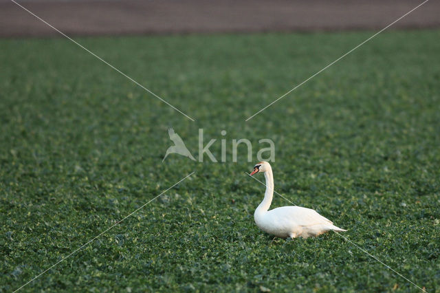 Knobbelzwaan (Cygnus olor)