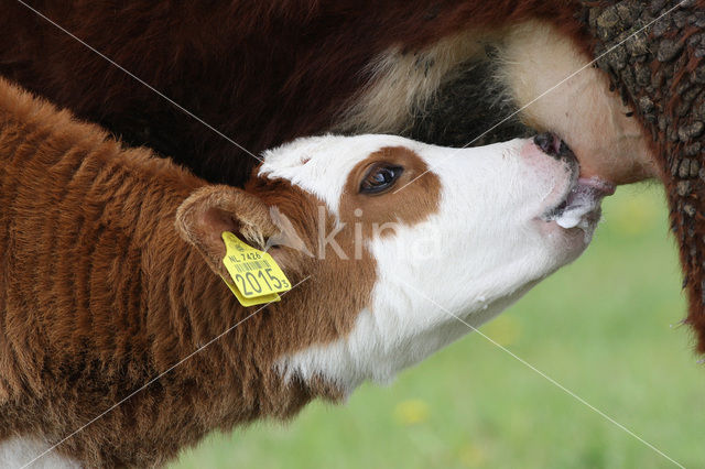 Cow (Bos domesticus)