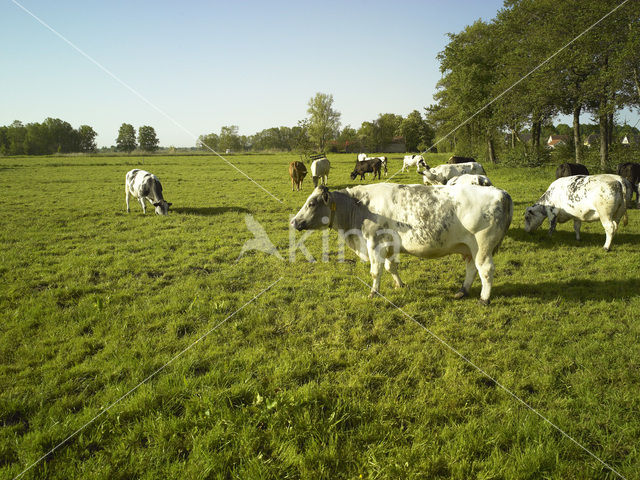 Cow (Bos domesticus)