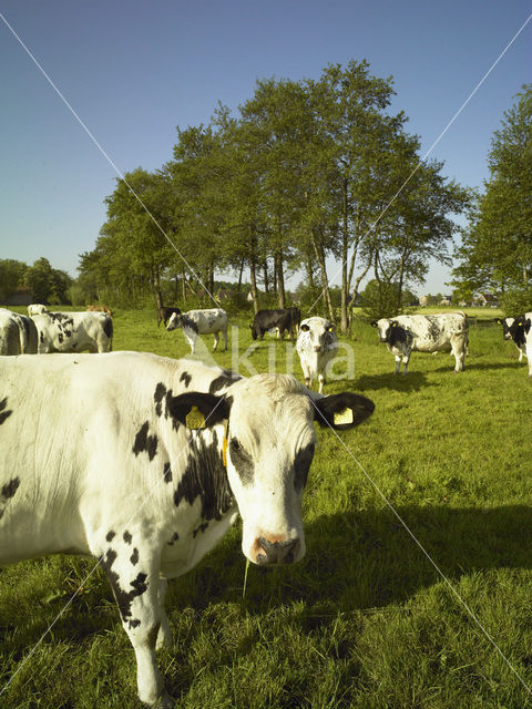 Cow (Bos domesticus)