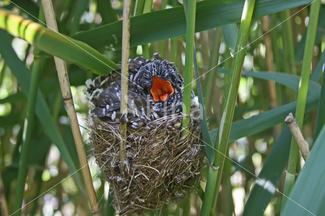 Common Cuckoo (Cuculus canorus)