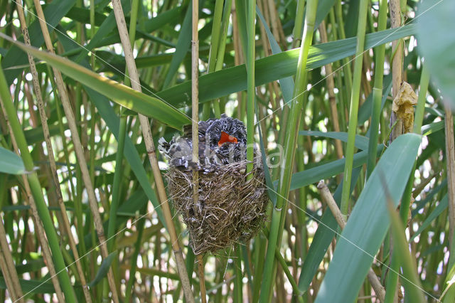 Koekoek (Cuculus canorus)