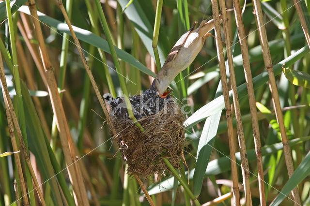 Common Cuckoo (Cuculus canorus)