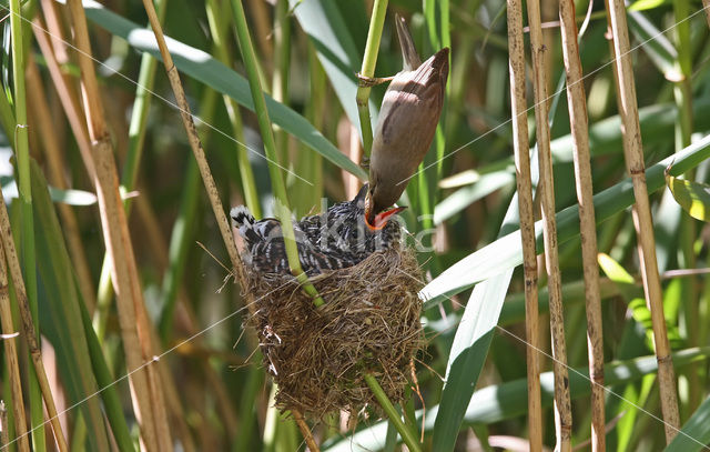 Common Cuckoo (Cuculus canorus)