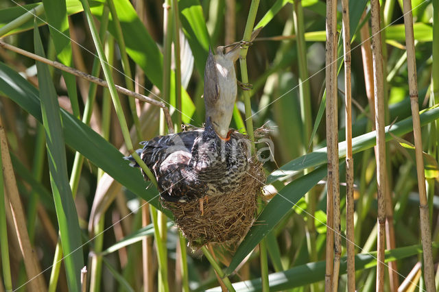 Common Cuckoo (Cuculus canorus)