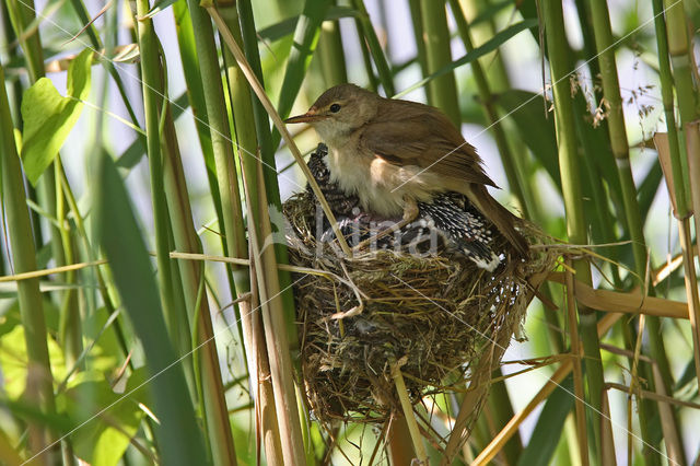 Common Cuckoo (Cuculus canorus)