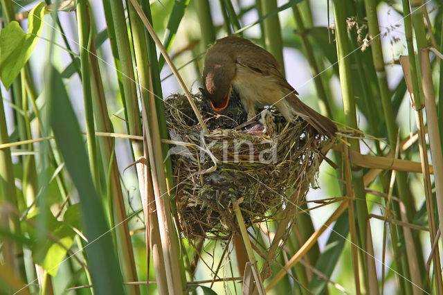 Common Cuckoo (Cuculus canorus)