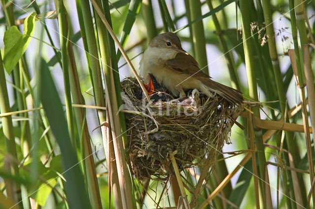 Common Cuckoo (Cuculus canorus)