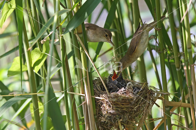 Common Cuckoo (Cuculus canorus)