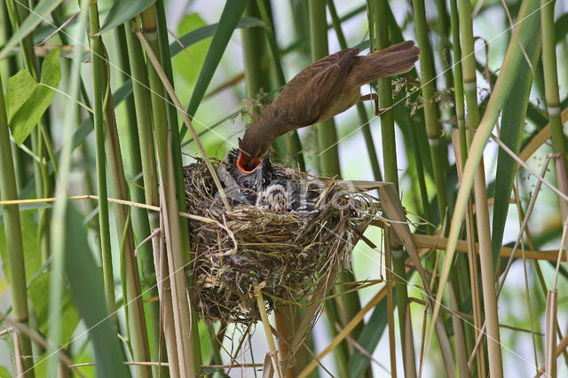 Common Cuckoo (Cuculus canorus)