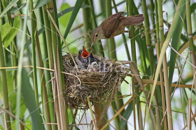 Common Cuckoo (Cuculus canorus)