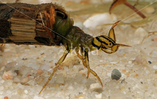 Caddisfly (Phryganea spec.)