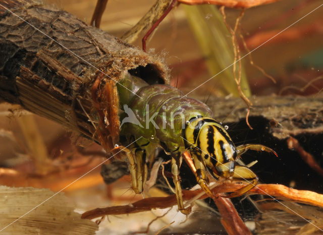 Caddisfly (Phryganea spec.)