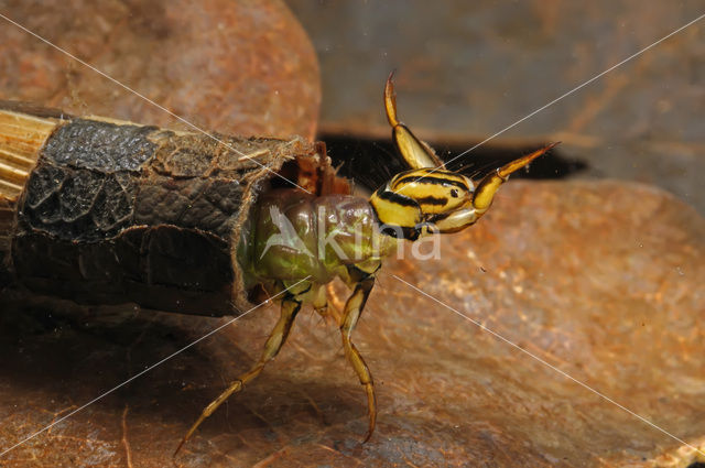 Caddisfly (Phryganea spec.)