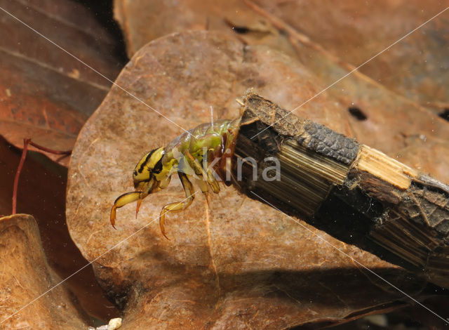 Caddisfly (Phryganea spec.)