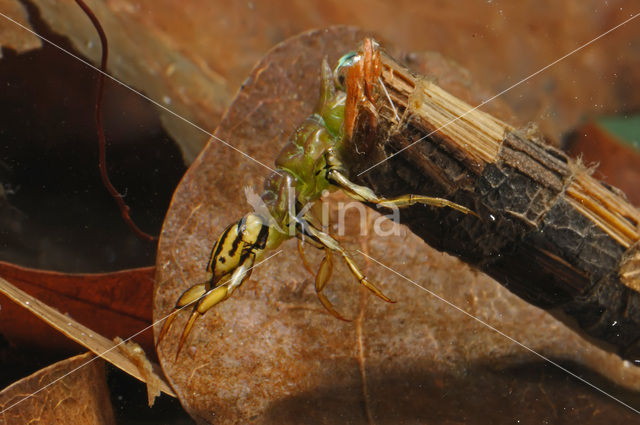 Caddisfly (Phryganea spec.)