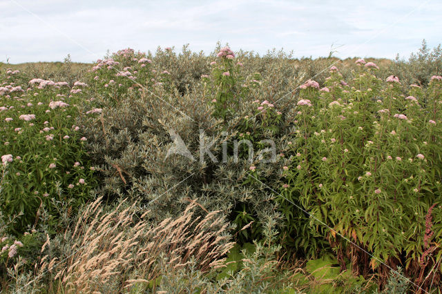 Hemp-agrimony (Eupatorium cannabinum)