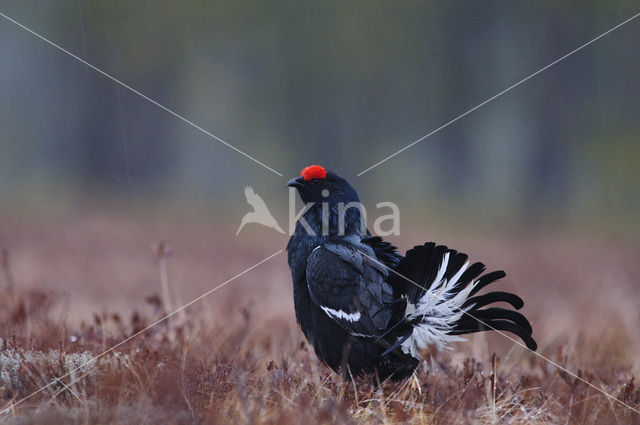 Black Grouse (Tetrao tetrix)