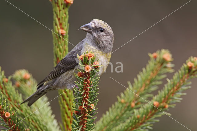 Red Crossbill (Loxia curvirostra)