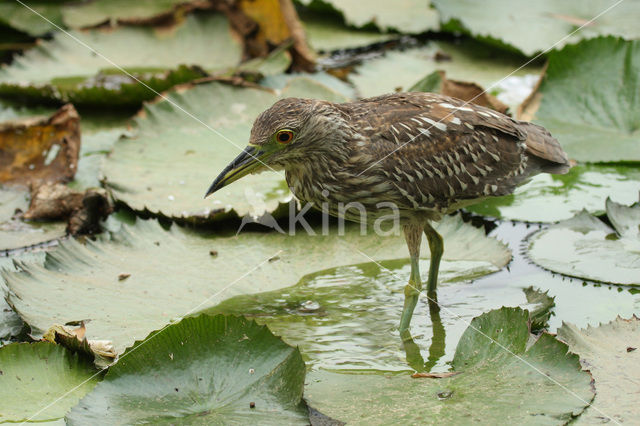 Kwak (Nycticorax nycticorax)