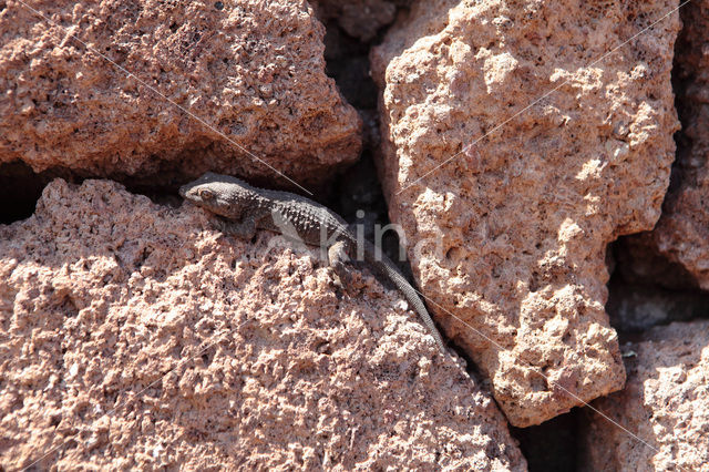 La Gomera Gecko (Tarentola gomerensis)