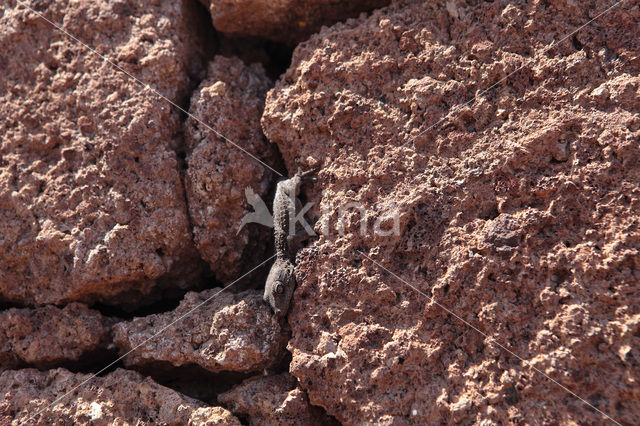 La Gomera Gecko (Tarentola gomerensis)