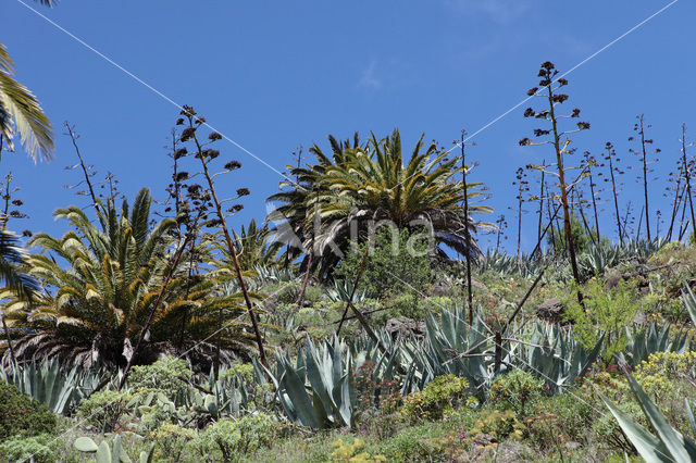 La Gomera