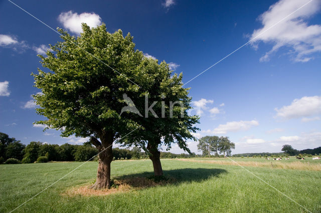 Landgoed De Aalshorst