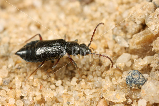 Lesteva longoelytrata