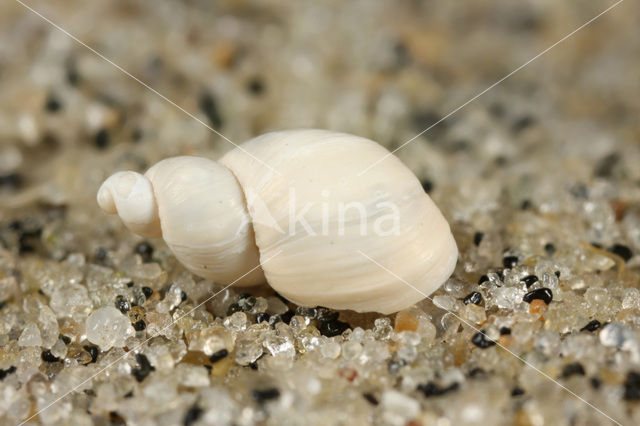 Small Amber Snail (Succinea oblonga)