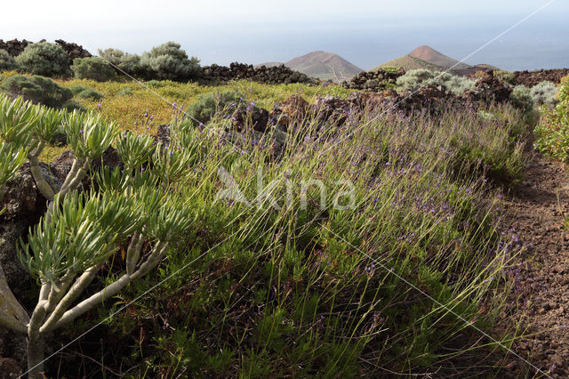 Canary Island Lavender (Lavandula canariensis)