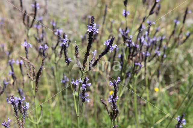 Lavender (Lavandula buchii)