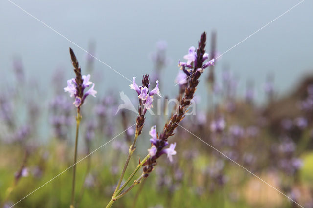 Lavender (Lavandula buchii)