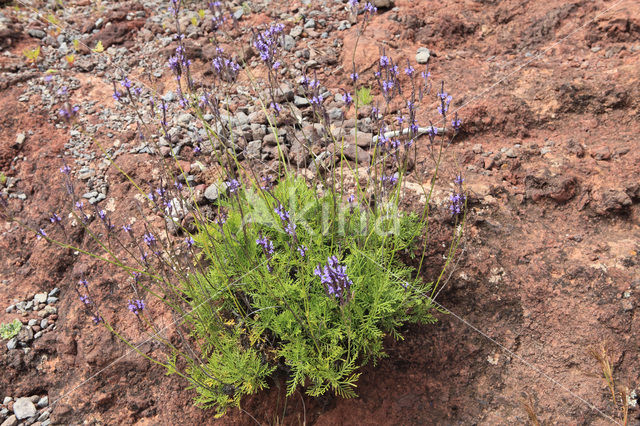 Lavender (Lavandula buchii)