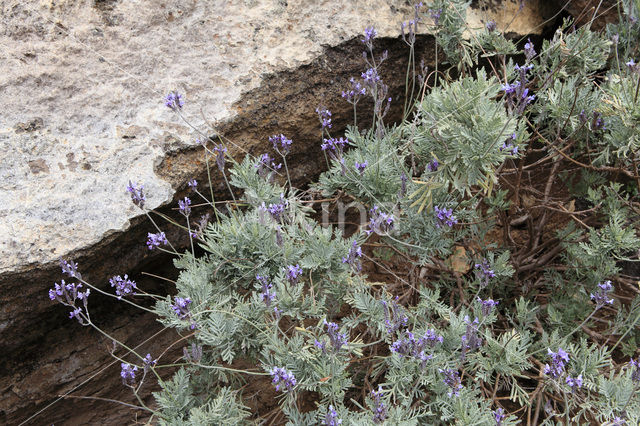 Canary Island Lavender (Lavandula canariensis)