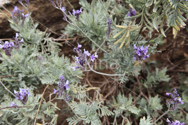 Lavendel (Lavandula canariensis)