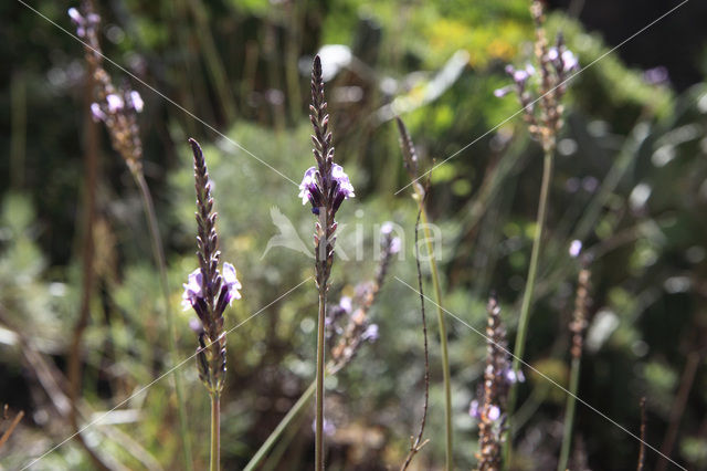 Canary Island Lavender (Lavandula canariensis)